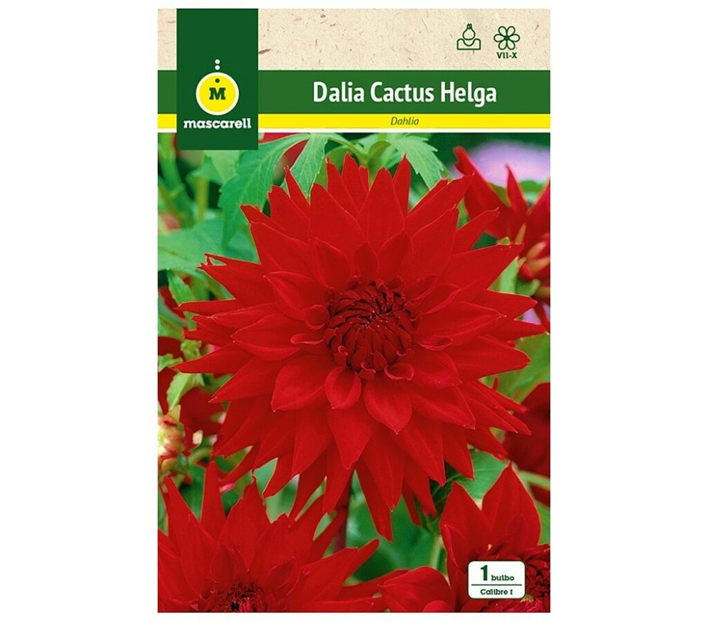 Bulbo Dalia Cactus Helga Rojo