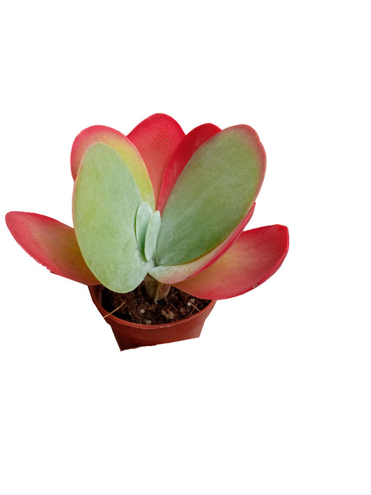 Kalanchoe Thyrisflora Red Lips Planta Suculenta Mini Ø5 Cm_0