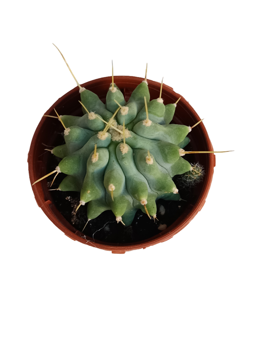 Ferocactus Glaucescens Inermis Cactus Ø5 Cm Planta_0