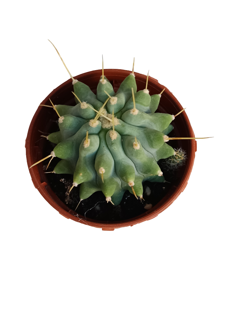 Ferocactus Glaucescens Inermis Cactus Ø5 Cm Planta_0