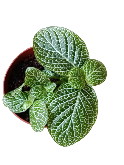 1 Planta Surtida Fittonia De Colores Ø8_4