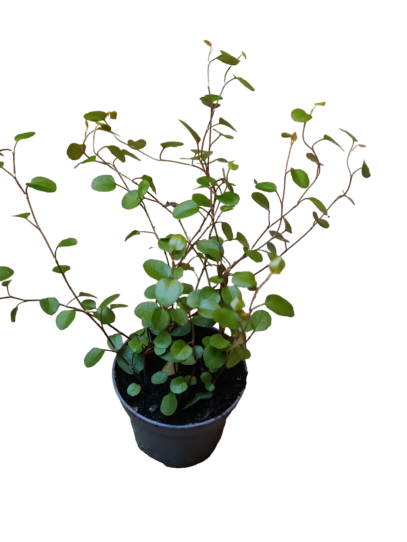 Mini Planta Muehlenbeckia Complexa Para Interior Y Terrarios Ø6_0