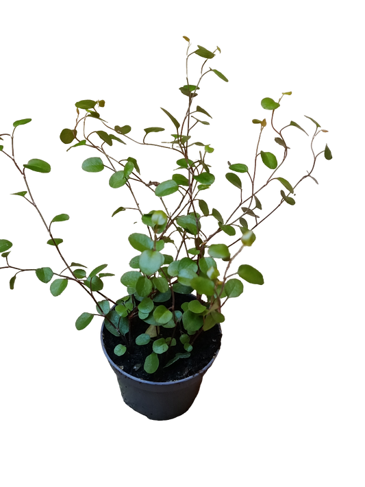 Mini Planta Muehlenbeckia Complexa Para Interior Y Terrarios Ø6_0