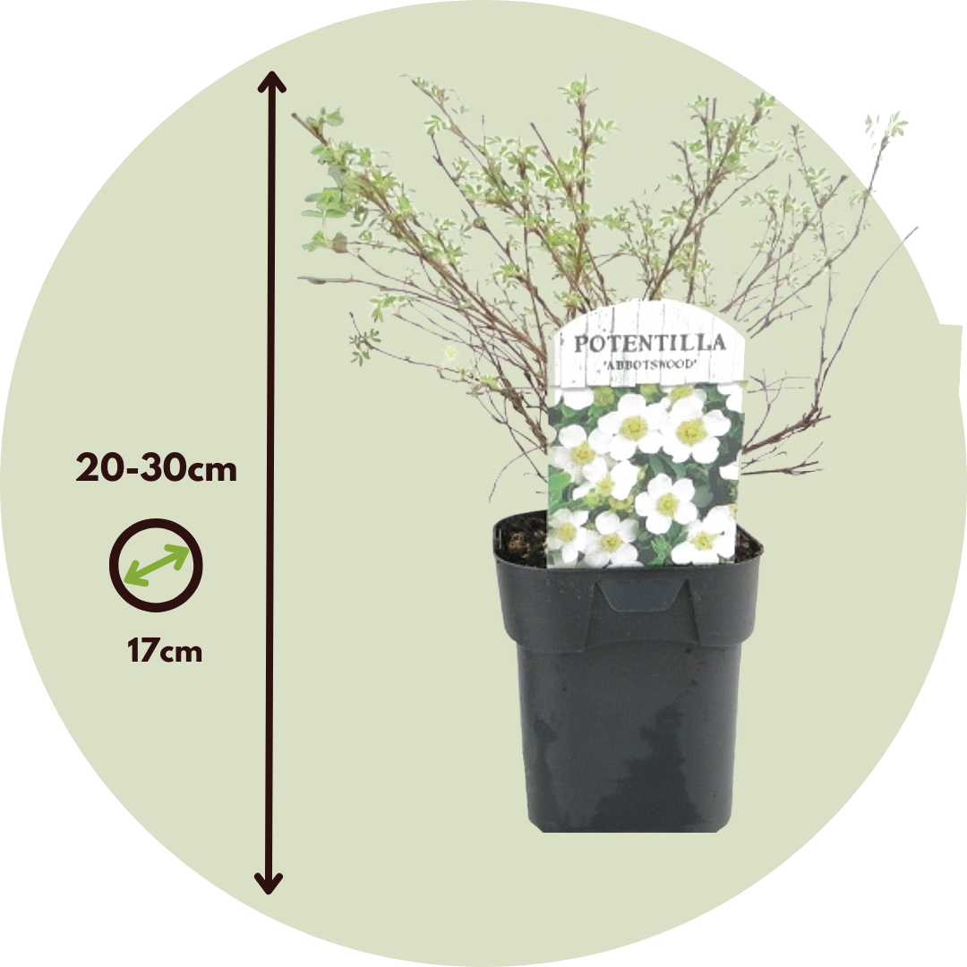 Cincoenrama - 2 Pzs - Potentilla 'abbotswood' - Altura 20-30cm - ⌀17cm_2