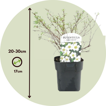 Cincoenrama - 2 Pzs - Potentilla 'abbotswood' - Altura 20-30cm - ⌀17cm_2