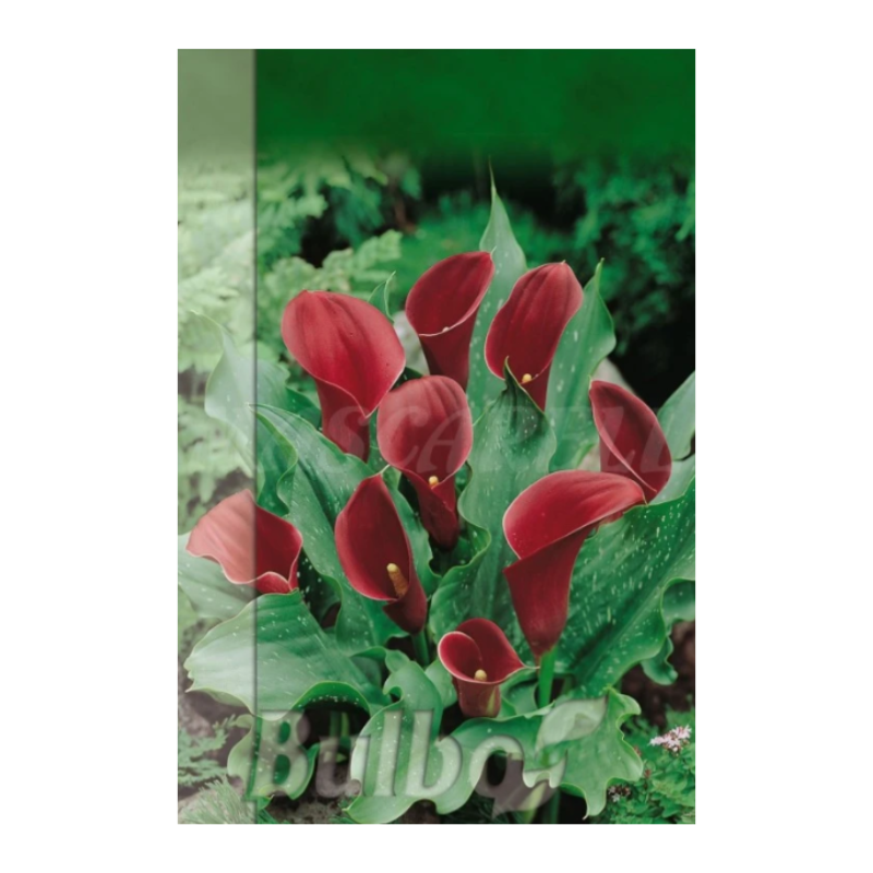 Bulbo Calla Roja_0