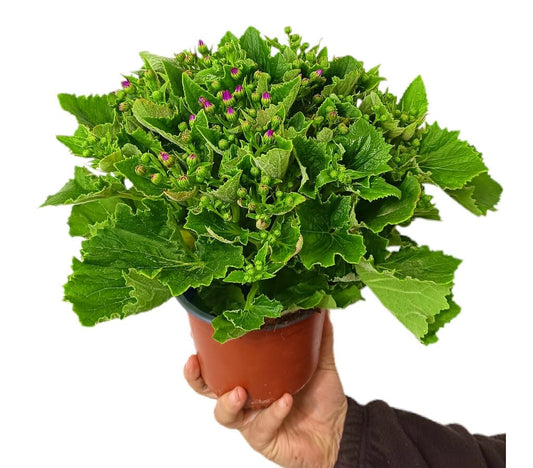 Cineraria Hibrida M14_0