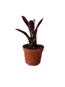 Neoregelia Dungsiana X Midnight Planta Bromelia Para Terrarios E Inteior
