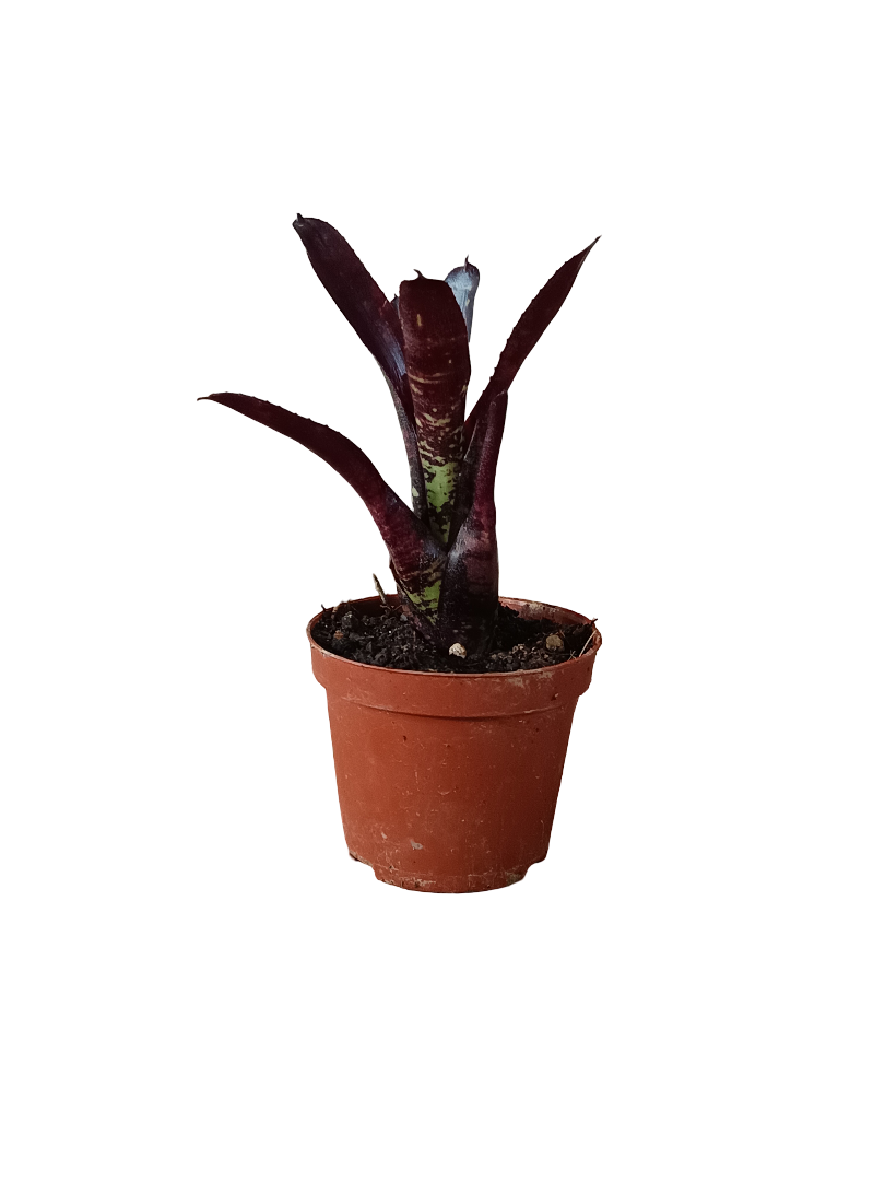 Neoregelia Dungsiana X Midnight Planta Bromelia Para Terrarios E Inteior