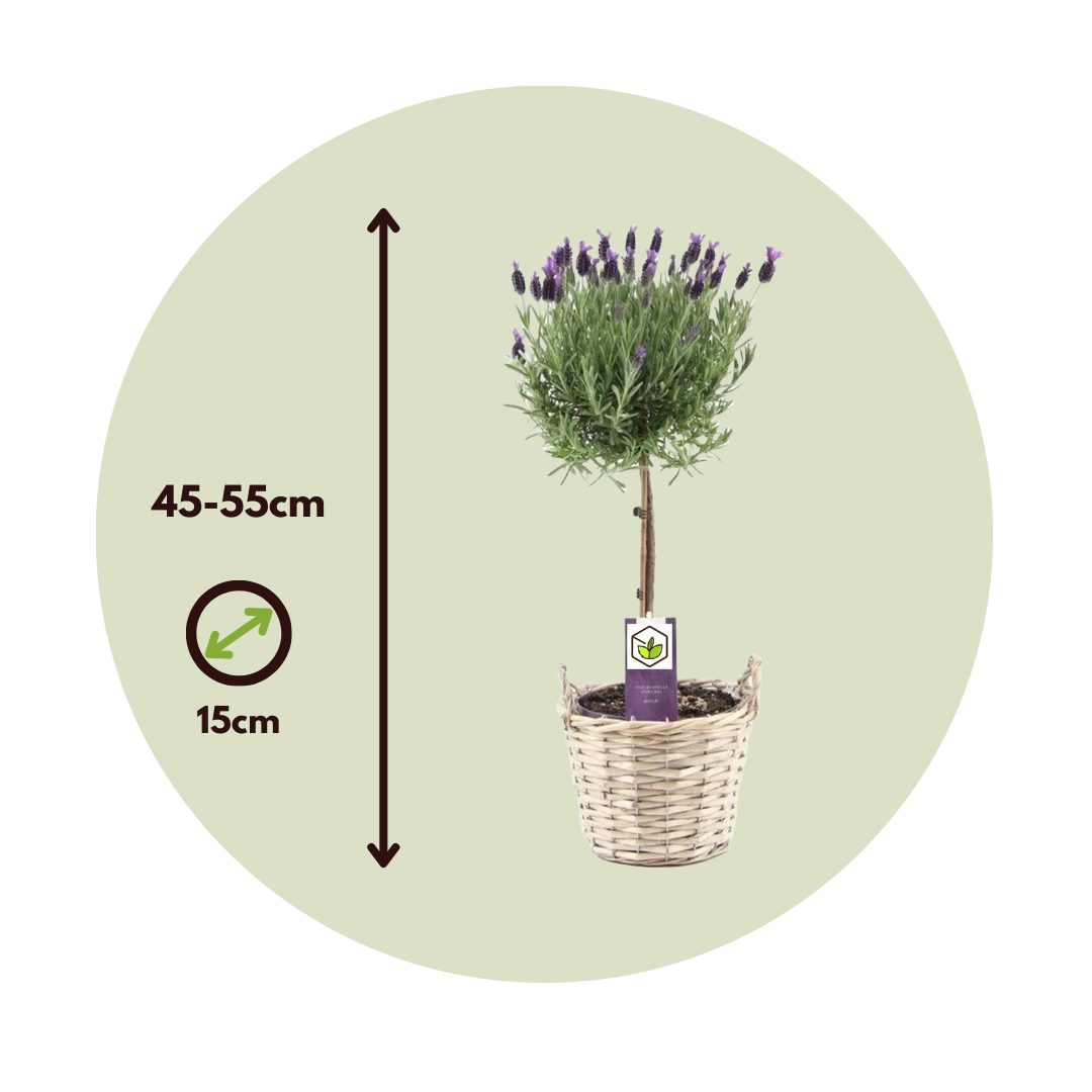 Árbol De Lavanda - 2 Pzs - Lavandula Stoechas 'anouk' - Altura 45-55cm - ⌀15cm_2