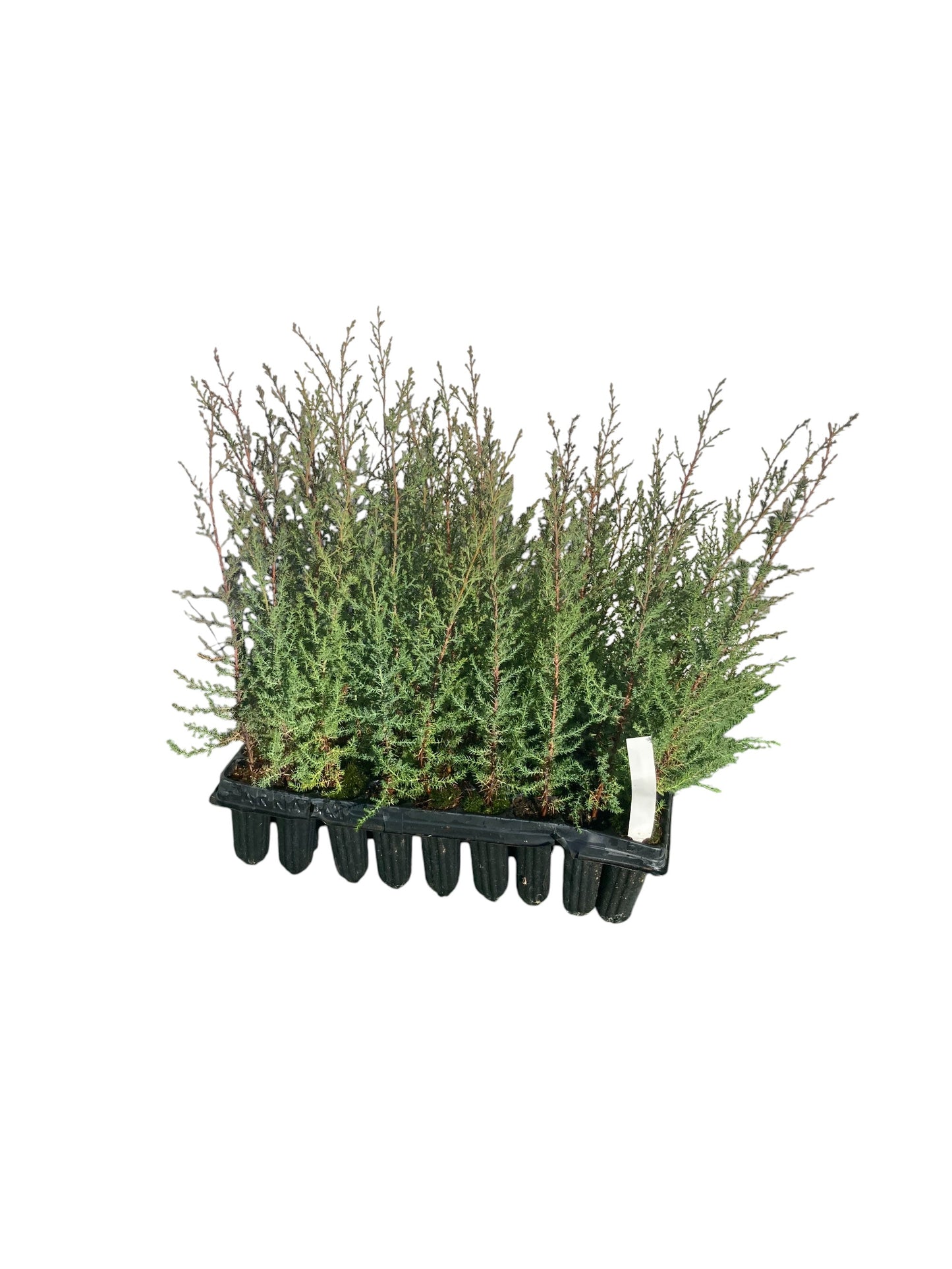 Cipres Arizónica Bandeja 54ud_0