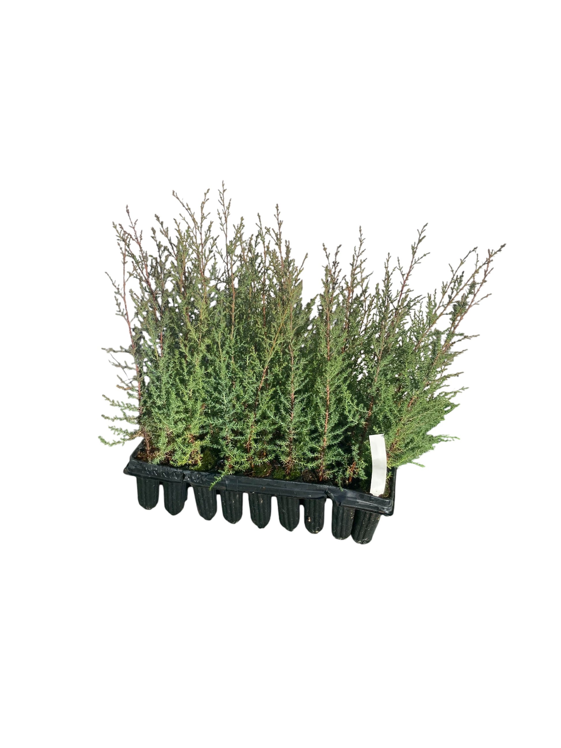 Cipres Arizónica Bandeja 54ud_0