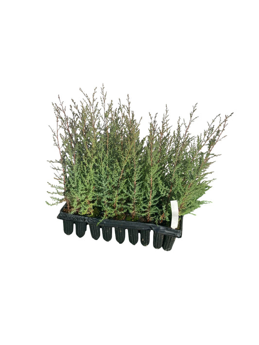 Cipres Arizónica Bandeja 54ud_0