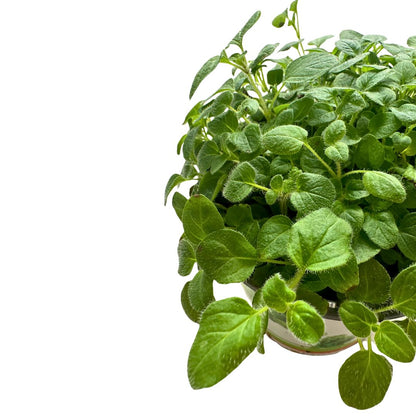 Orégano Planta Aromática Y Medicinal (origanum Vulgare)