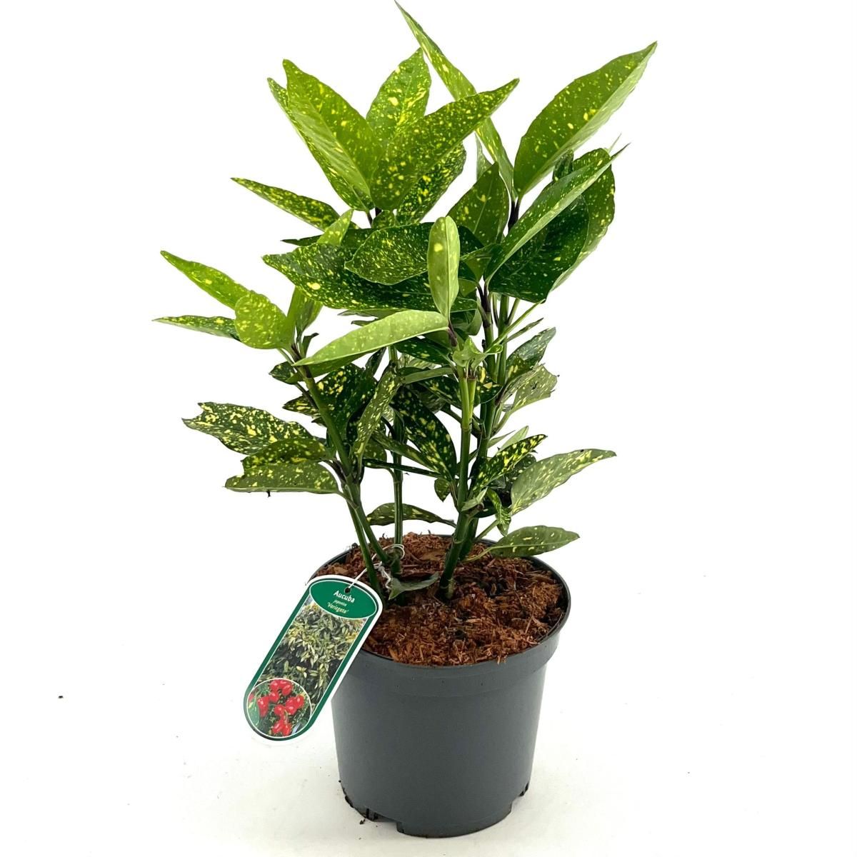 Aucuba J Crotonifolia Laurel Manchado Planta_0