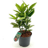 Aucuba J Crotonifolia Laurel Manchado Planta