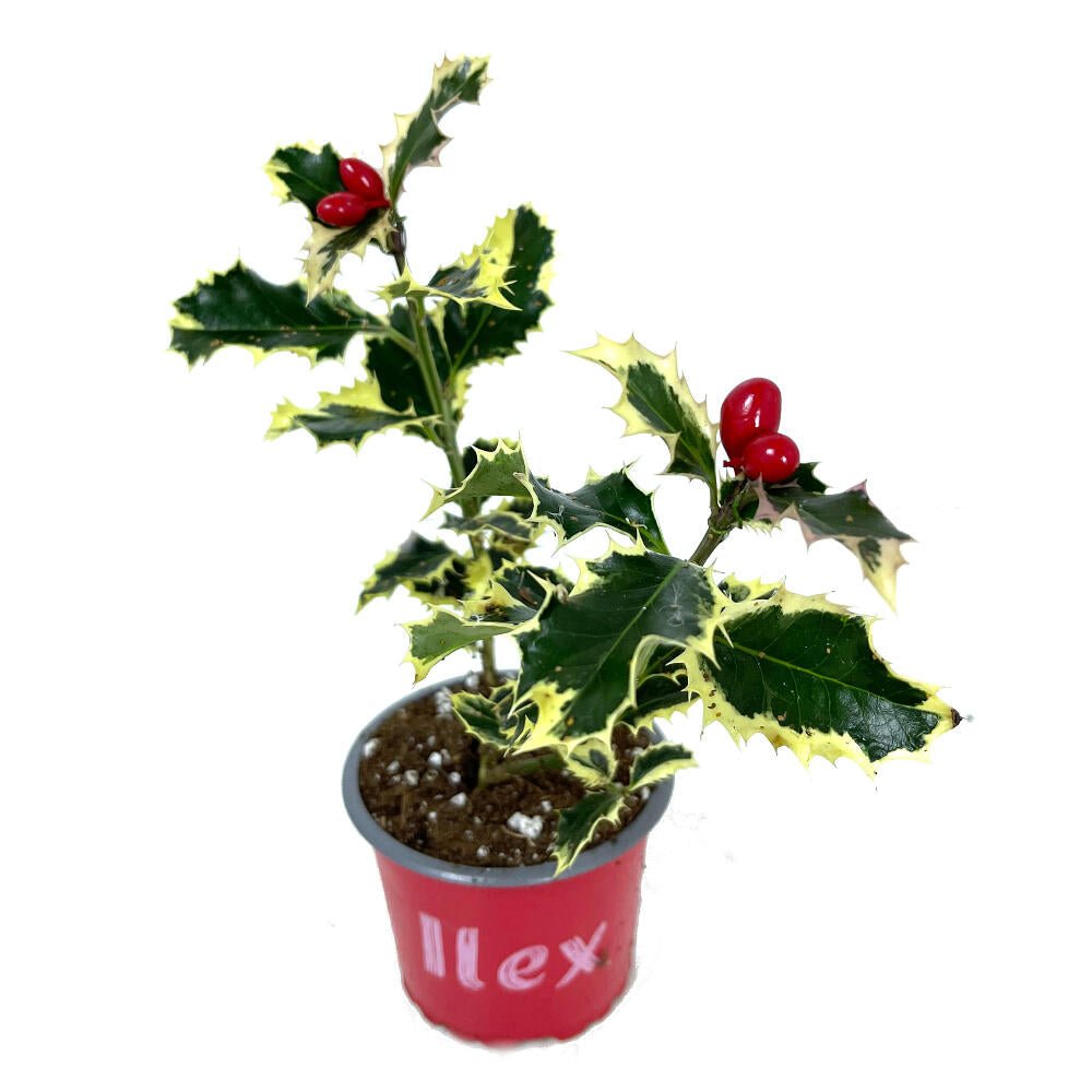 Ilex Variegata M9 20cm (acebo)_0