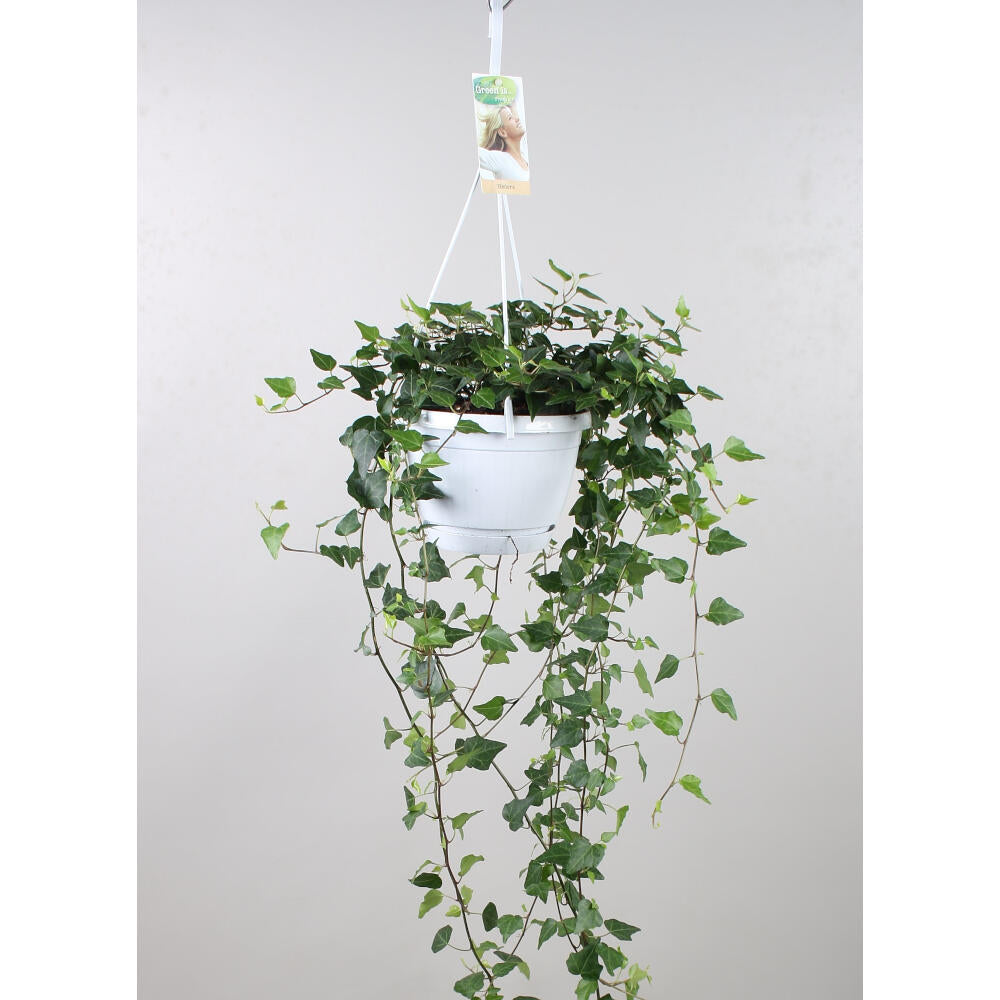 Hedera Helix Lady Kay M17 60cm De Caida_0