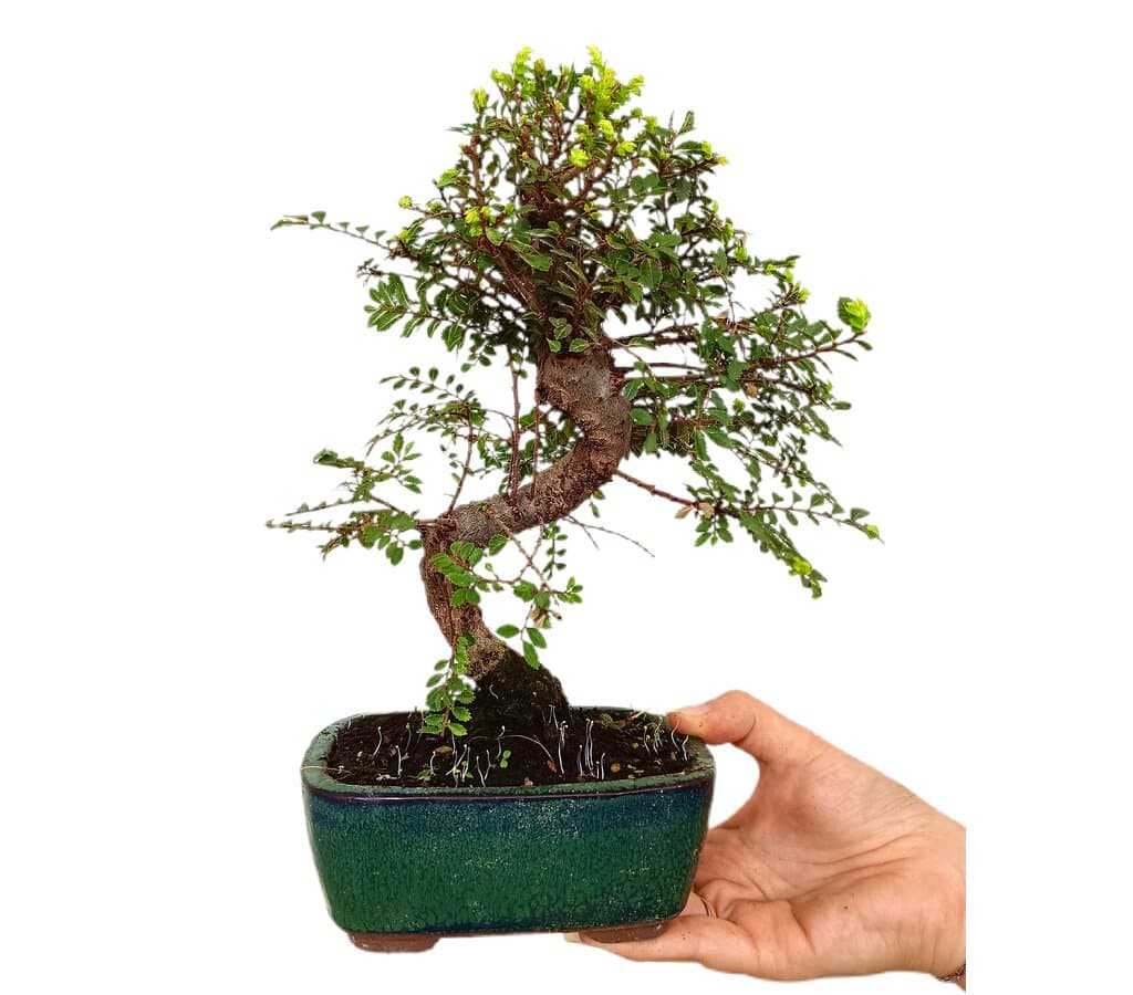 Bonsái Ulmus Parvifolia 10 Años (olmo Chino)_0