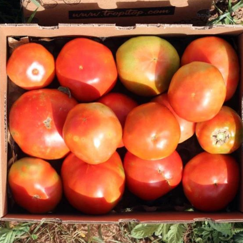 Tomates Frescos Caja 4kg_1