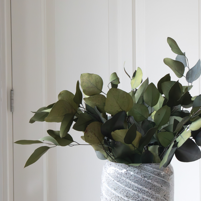 Flores Secas - Eucalyptus Stuartiana