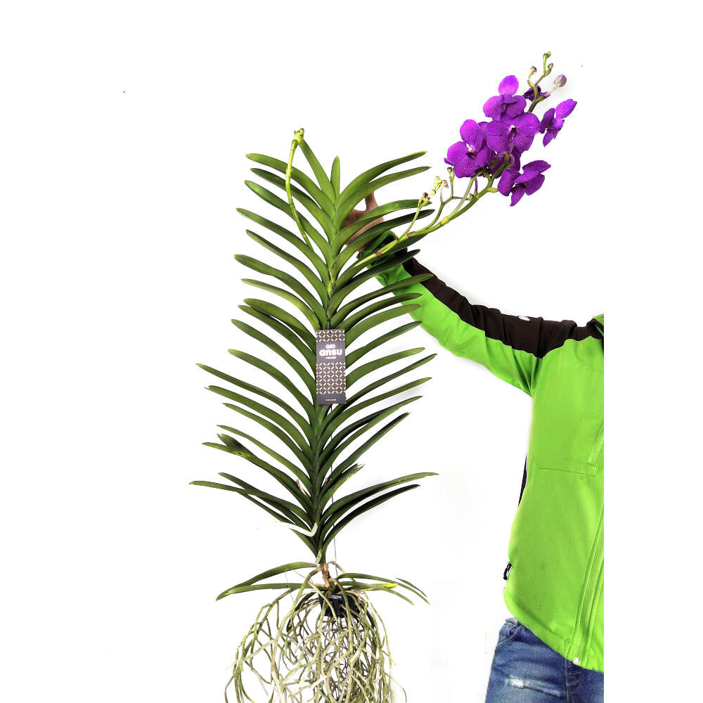 Orquidea Vanda Natural_3