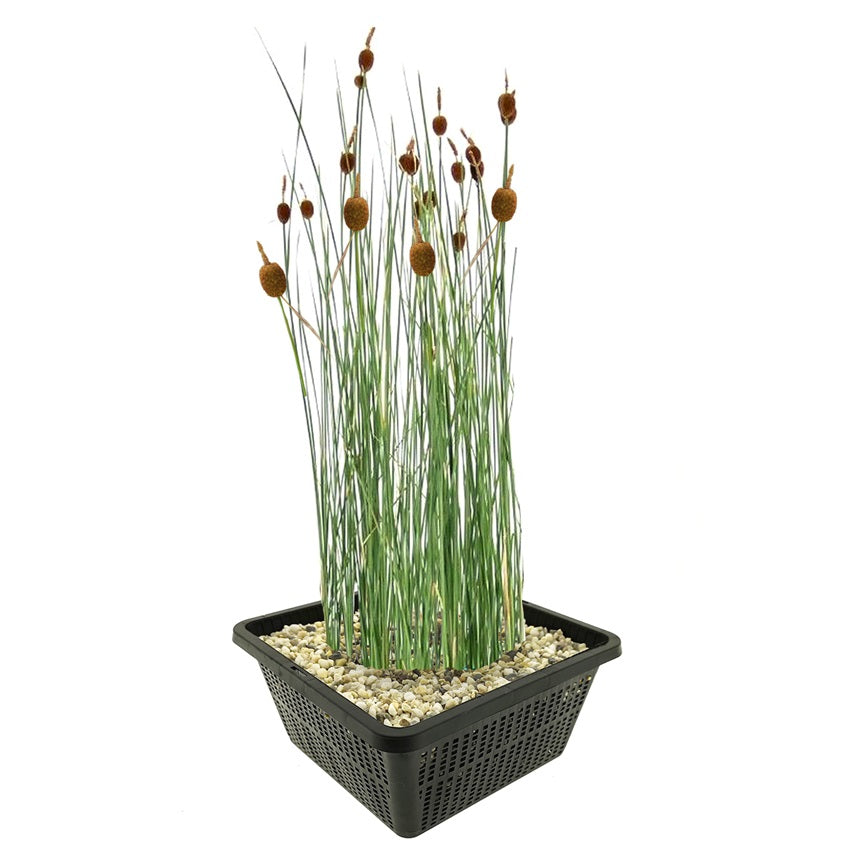 Espadaña Enana Typha Minima Planta Estanque - Set 4 Plantas Con Cesta Sustrato_0