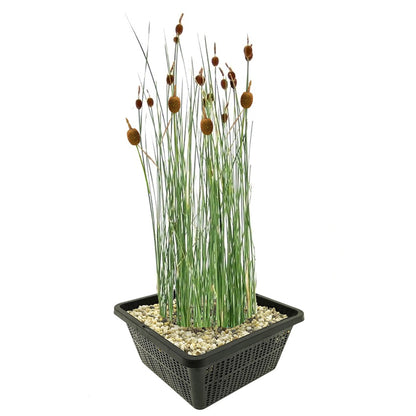 Espadaña Enana Typha Minima Planta Estanque - Set 4 Plantas Con Cesta Sustrato_0