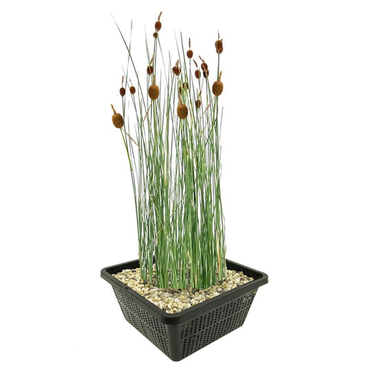 Espadaña Enana Typha Minima Planta Estanque - Set 4 Plantas Con Cesta Sustrato_0