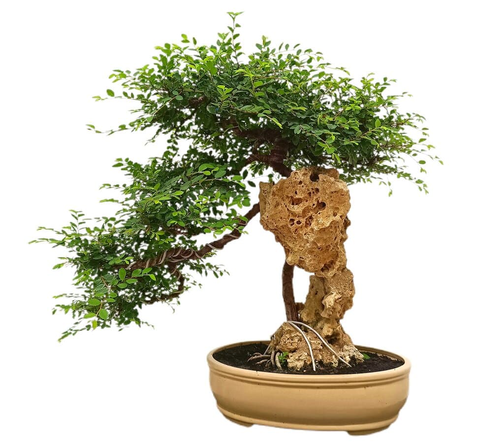 Bonsái Zelkova Parvifolia Roca 35 Años (olmo Japonés)