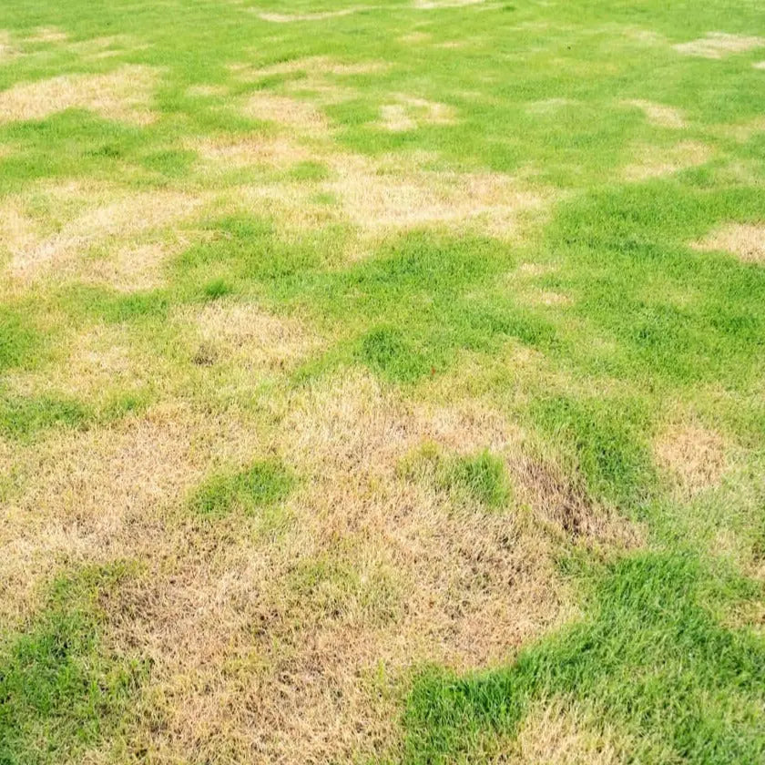 Recebo Para Césped Ecológico / Saco 15 L._1