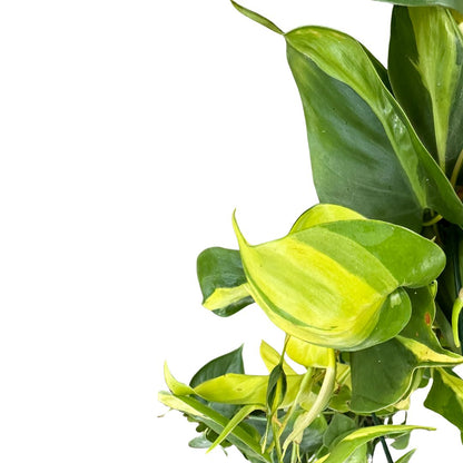 Philodendron Brasil Variedad De Philodendron Con Hojas Variegadas En Color Lima_1