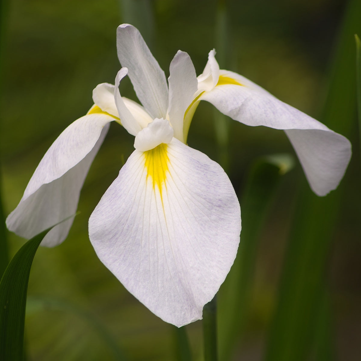 Lirio Blanco - Iris Kaempferi - Set De 4 Con Cesta_2