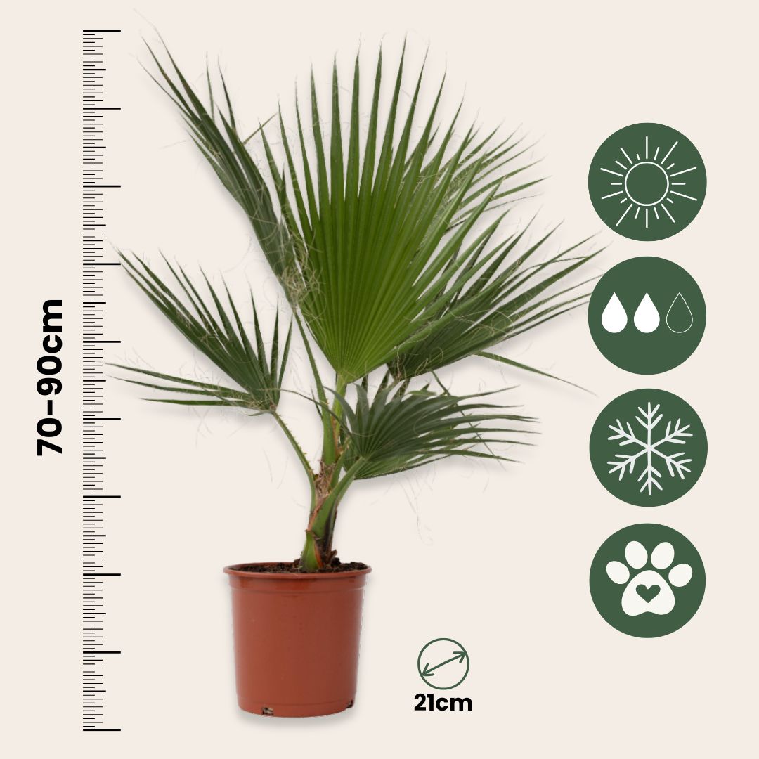 Palmera Mexicana - Washingtonia Robusta - Altura 70-90cm - ⌀21cm