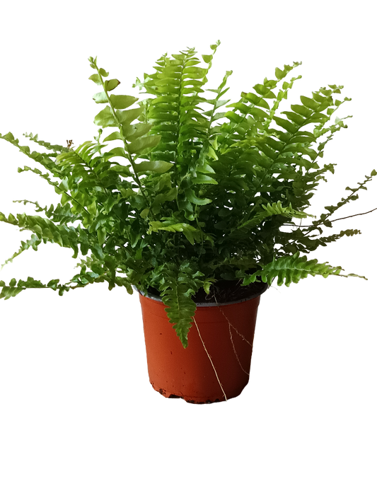 Helecho Exaltata Green Moment Planta De Interior Ø12 Cm_0