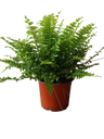 Helecho Exaltata Green Moment Planta De Interior Ø12 Cm