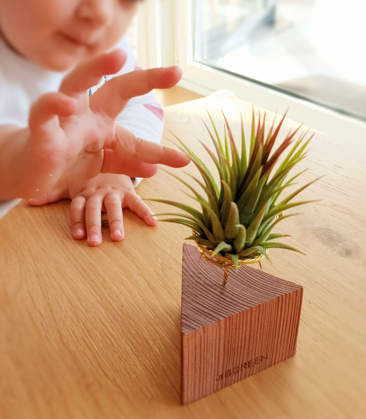 Planta De Aire Tillandsia Ionantha Con Triángulo De Madera Nogal_1