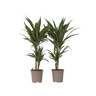 Drácena - 2 Pzs - Dracaena Deremensis 'warneckei' - Altura 60-70cm - ⌀17cm
