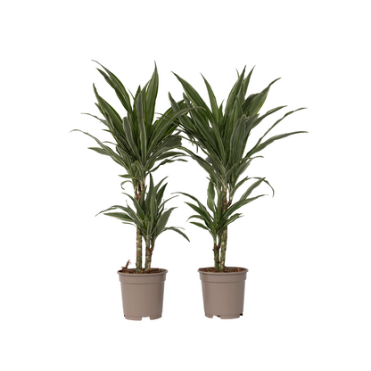 Drácena - 2 Pzs - Dracaena Deremensis 'warneckei' - Altura 60-70cm - ⌀17cm