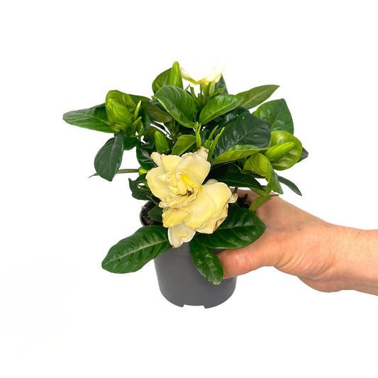 Gardenia Jasminoides M9_0