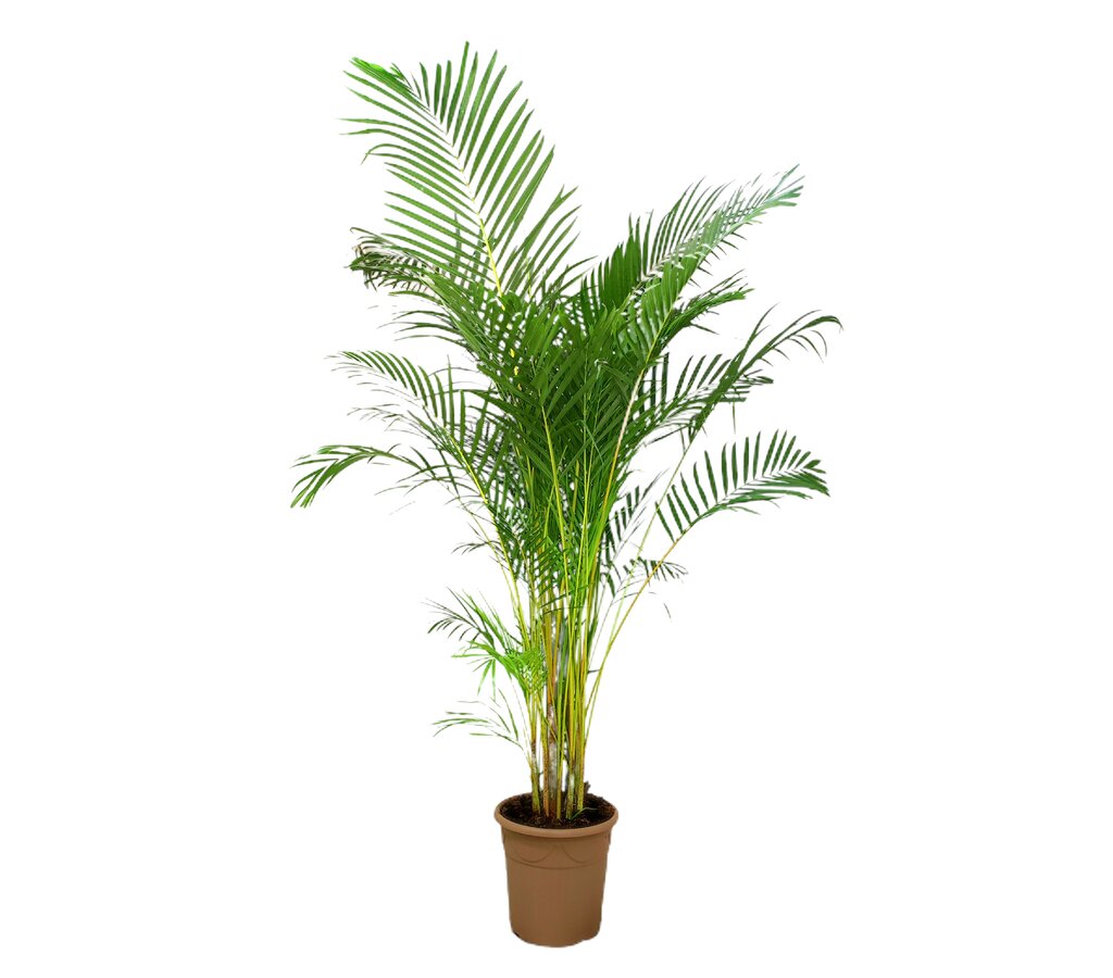 Areca Lutescens M35 200-220cm_0