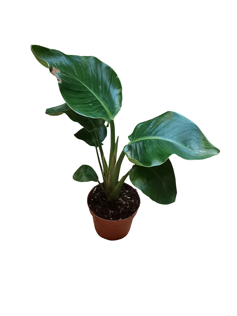 Strelitzia Nicolai Planta De Interior Ø12- 40 Cm_0