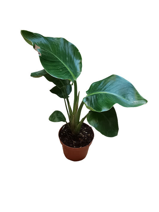 Strelitzia Nicolai Planta De Interior Ø12- 40 Cm_0