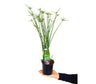 Cyperus Haspan M12 35cm