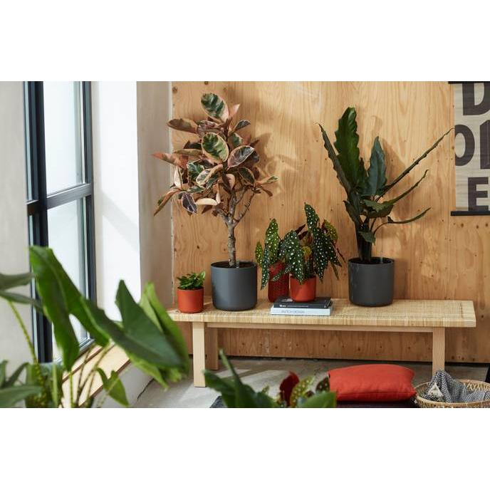 Macetero B.for Soft Round Elho Antracita 35 cm