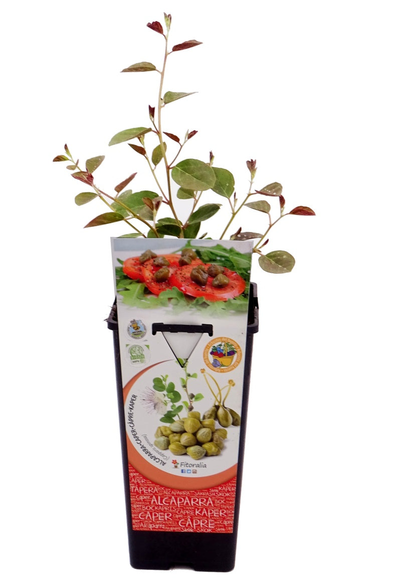 Alcaparra en maceta 2L. natural - Fitoralia_0