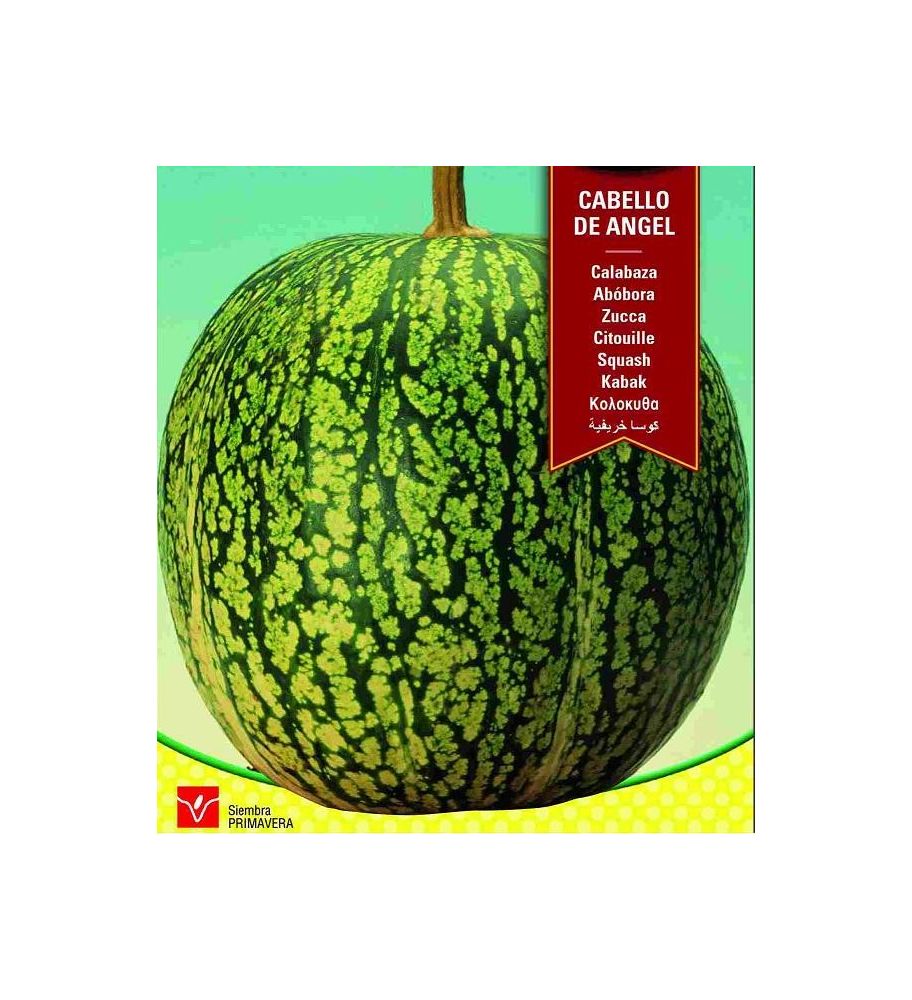 Plantón Calabaza Cabello De Ángel (10 Unidades)_0