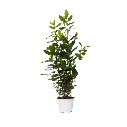 Laurel - Laurus Nobilis - Altura 30-40cm - ⌀14cm_0