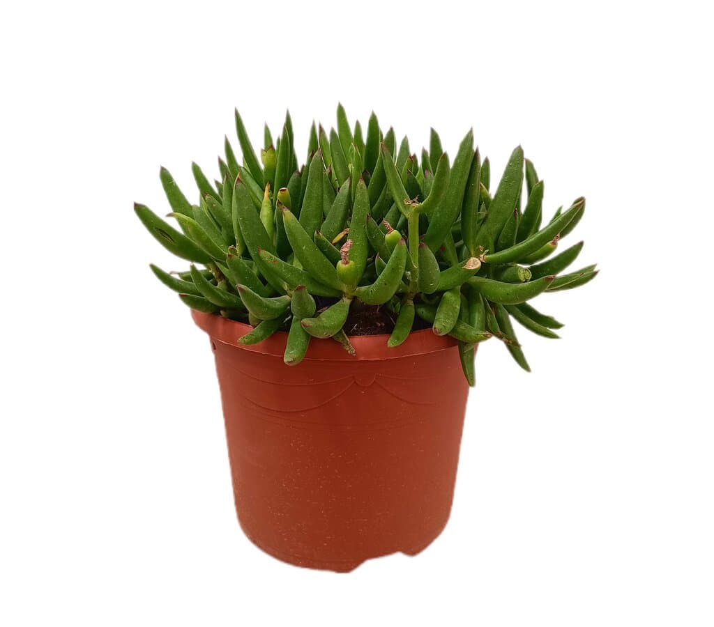 Cotyledon Orbiculata M25