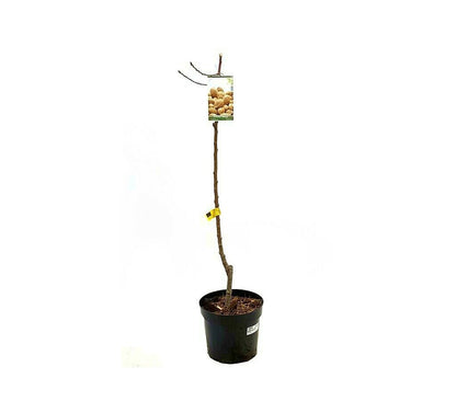 Árbol Frutal Almendro Guara M25 100cm-150cm Para Exterior